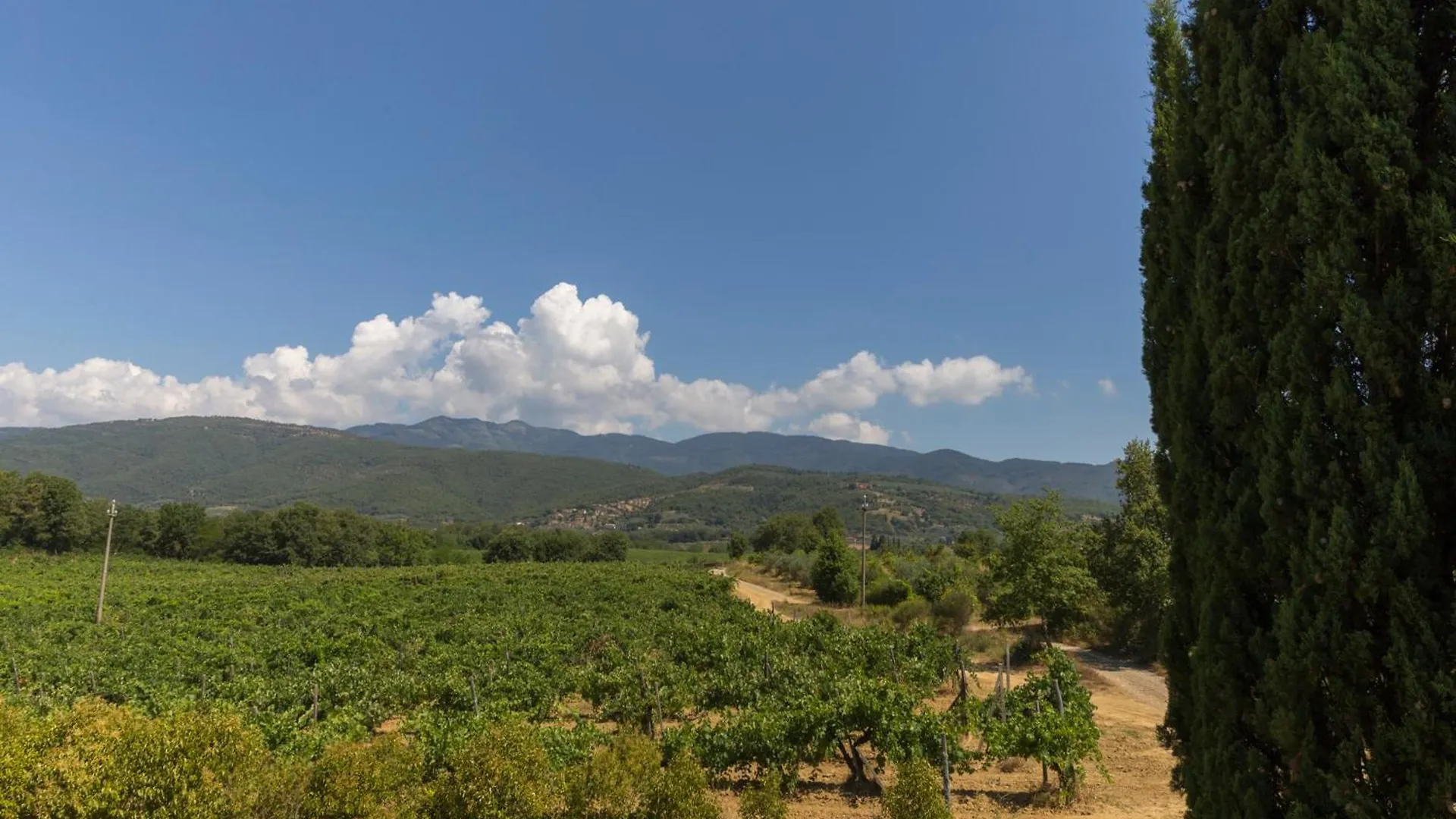 The Vineyard Nest In Arezzo Countryside - Happy Rentals Terranuova Bracciolini Apartment