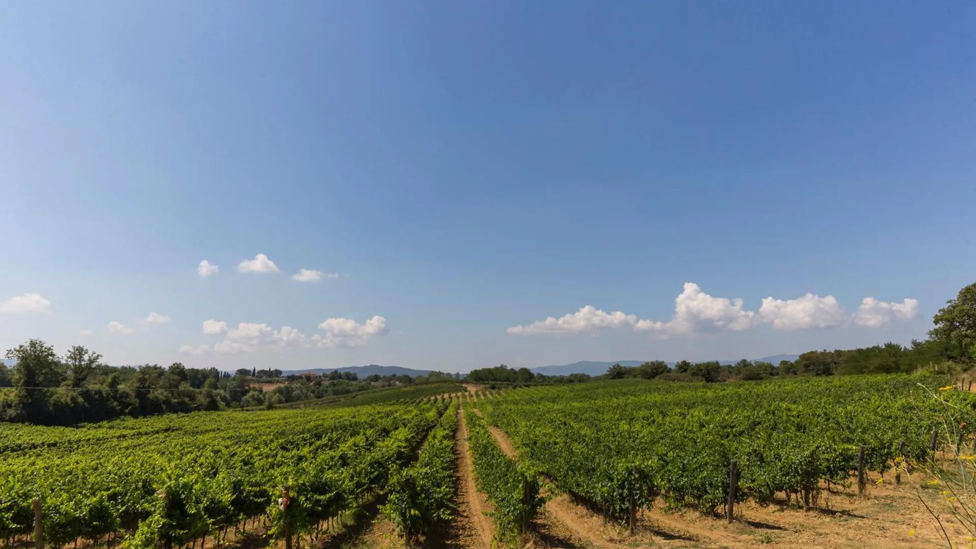 Apartment The Vineyard Nest In Arezzo Countryside - Happy Rentals Terranuova Bracciolini Italy